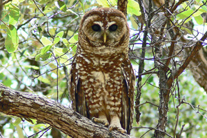 Owl Image